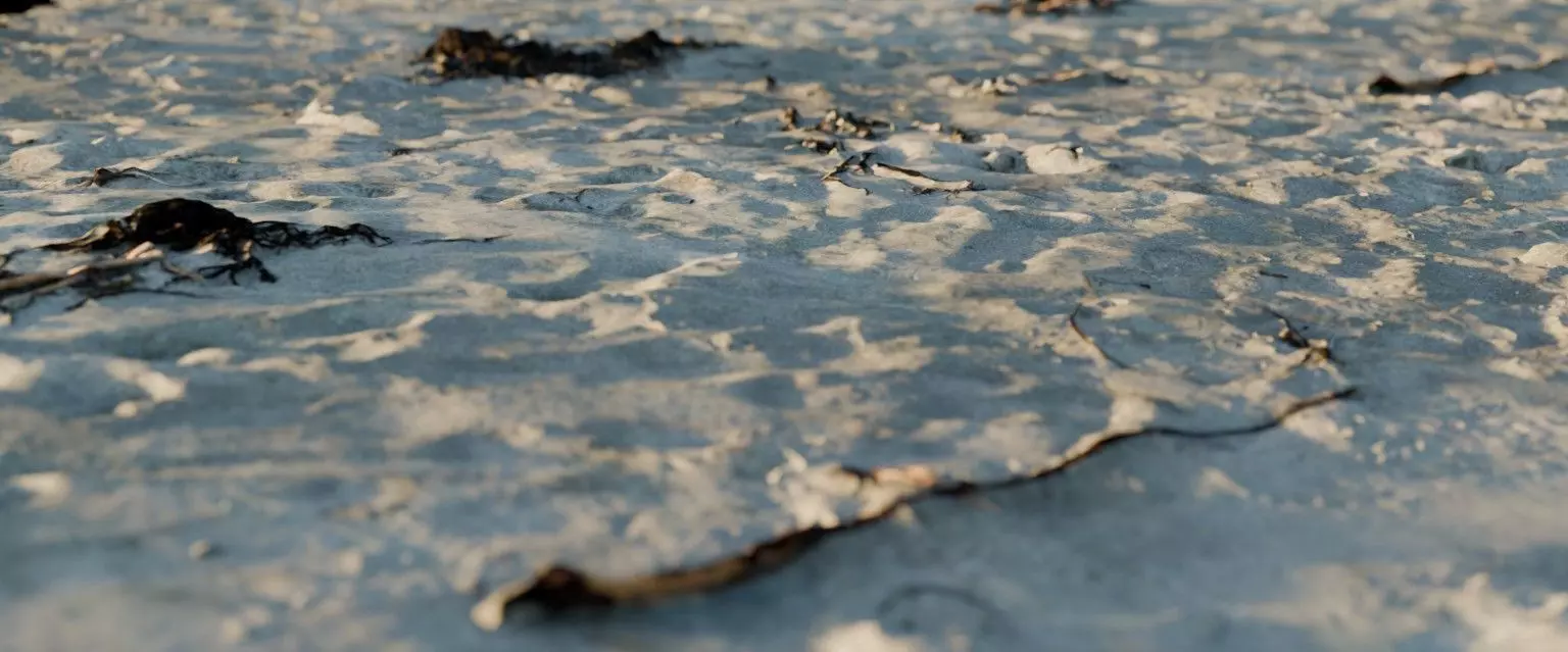 28 Photorealistic High Quality Beach Scans and Scene 3D model_5