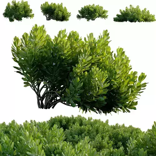 Scaevola Taccada - Beach Cabbage 01