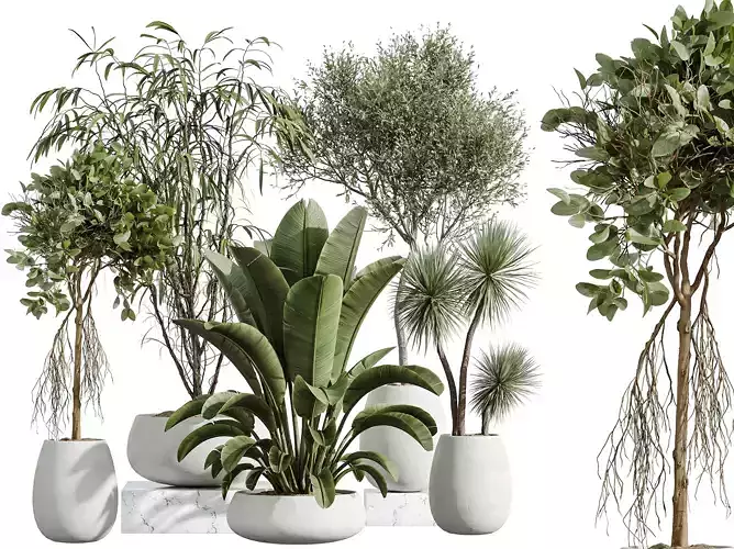 AV Indoor Plants Set 294 Ficus Olive Banana Nicolai Yucca Palm