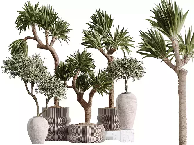 AV Indoor Plants Set 295 Olive Tree Indoor and Yucca