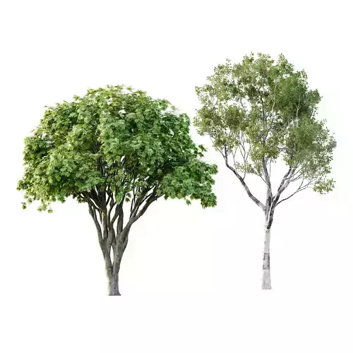 Different Trees 21