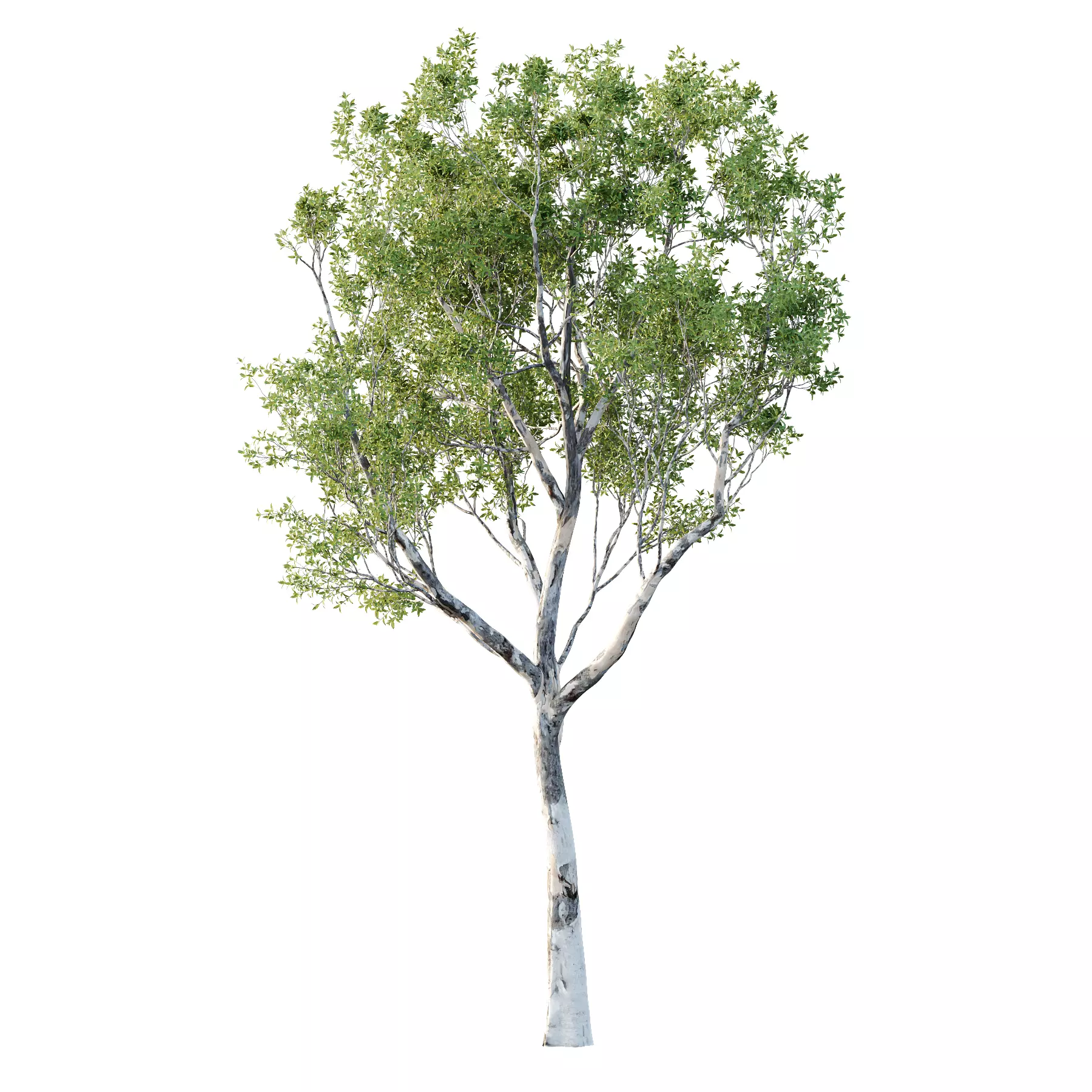 Different Trees 21 3D model_1