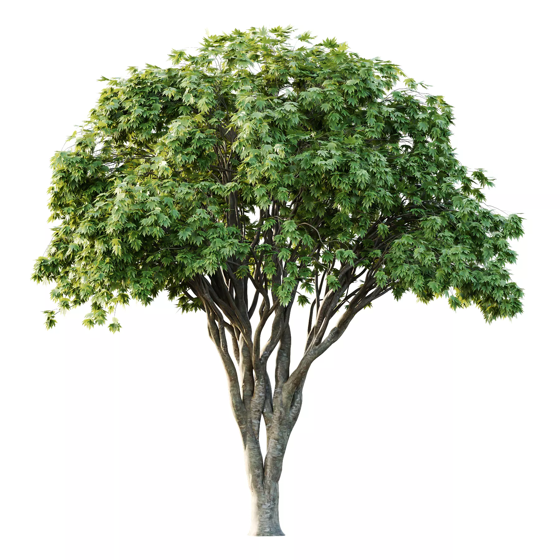 Different Trees 21 3D model_2