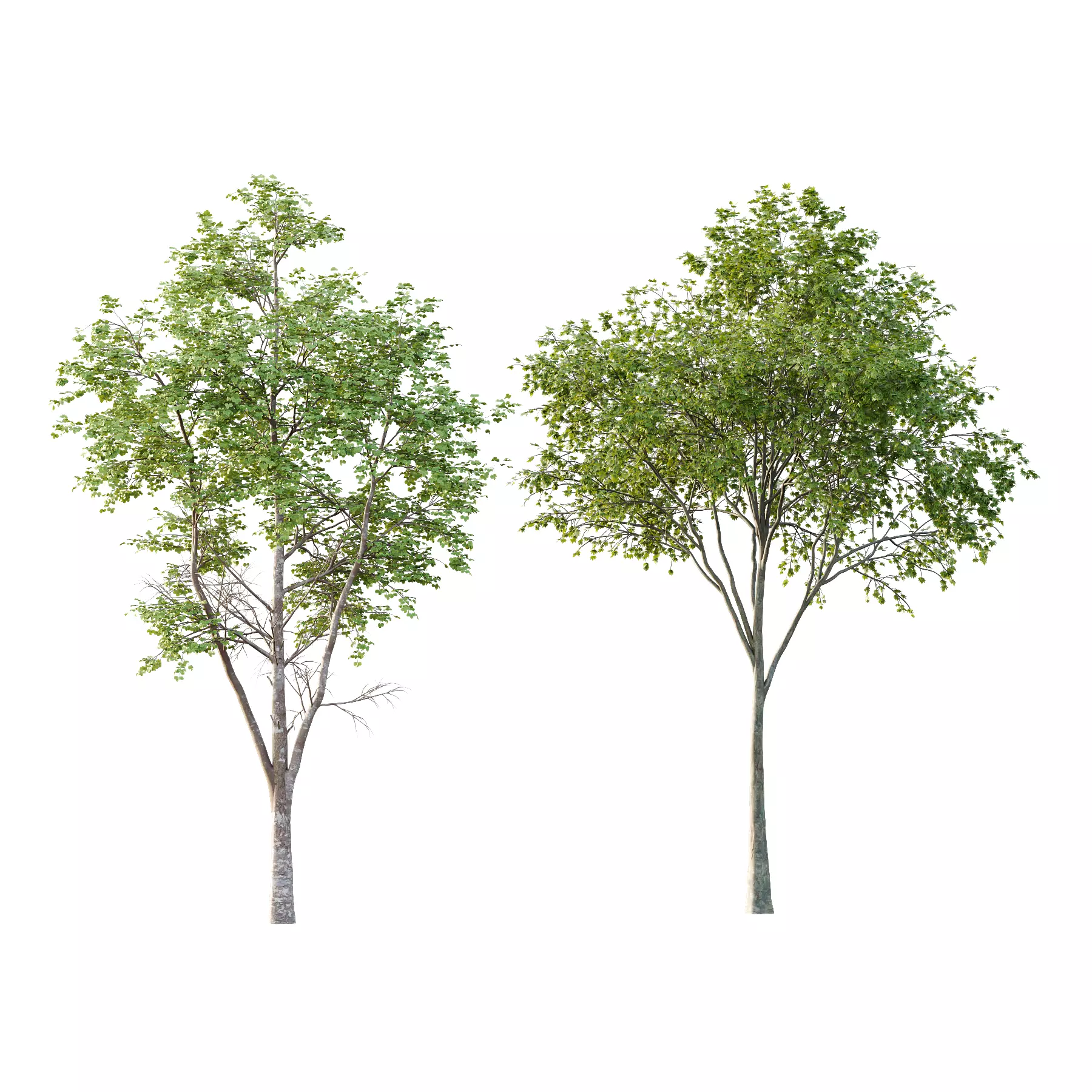 Different Trees 26 3D model_0