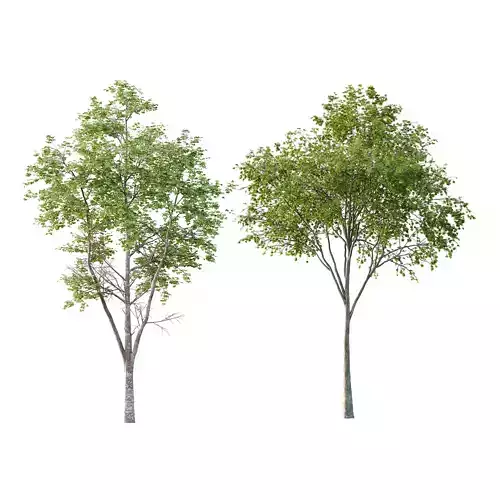 Different Trees 26