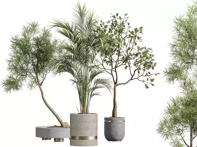 AV Indoor Plants Set 296 Ficus Dracaena Marginata and Areca Palm 3D model