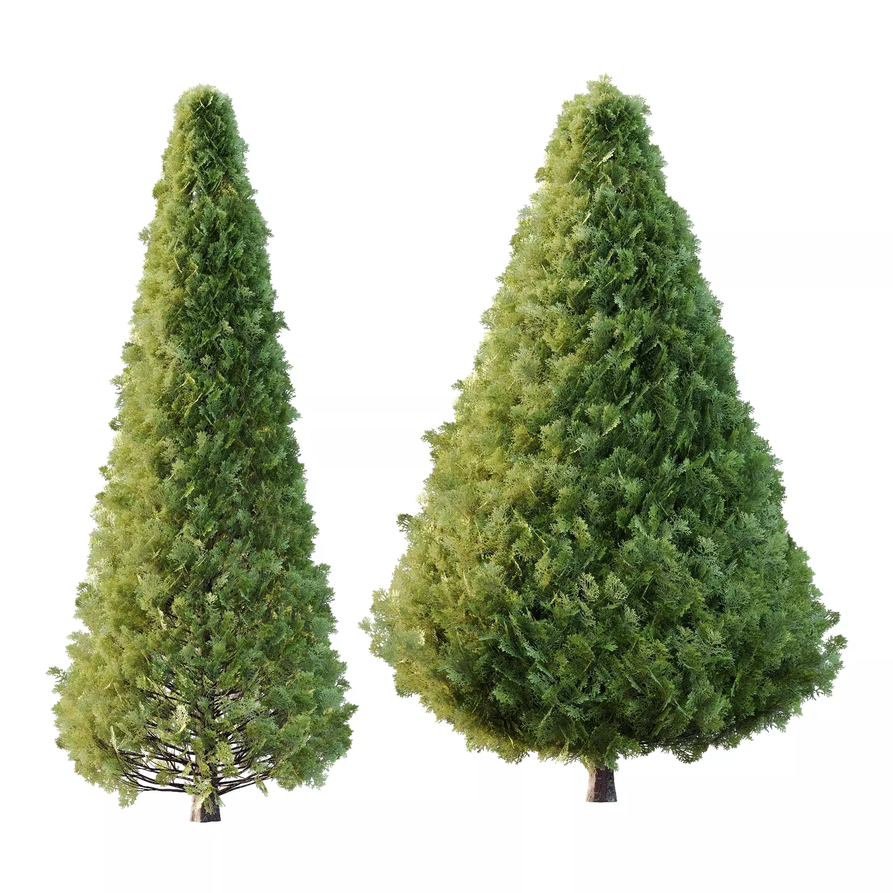 Juniperus scopulorum Tree 01 3D model_0