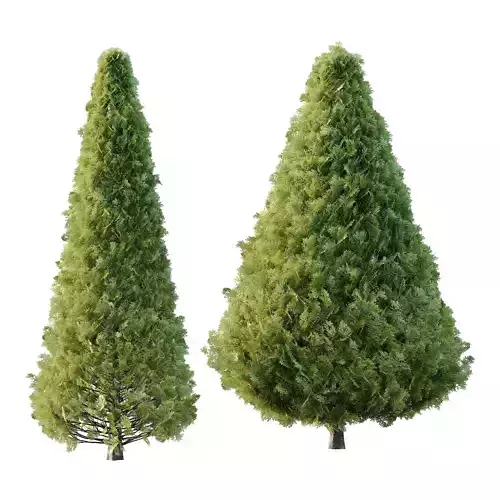 Juniperus scopulorum Tree 01 3D model
