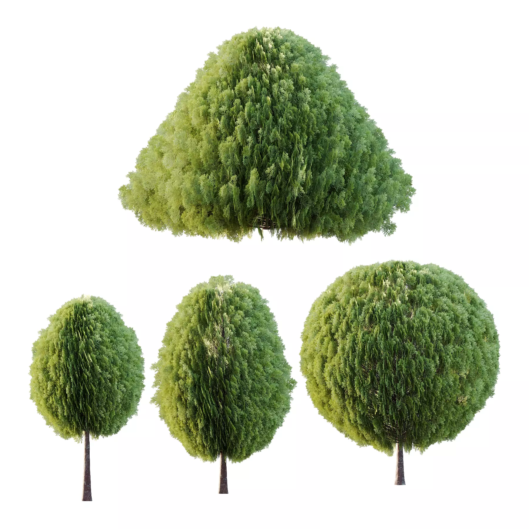 Juniperus scopulorum Tree 02 3D model_0