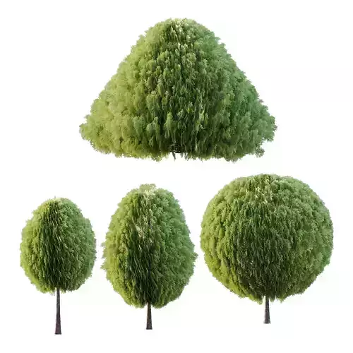 Juniperus scopulorum Tree 02 3D model