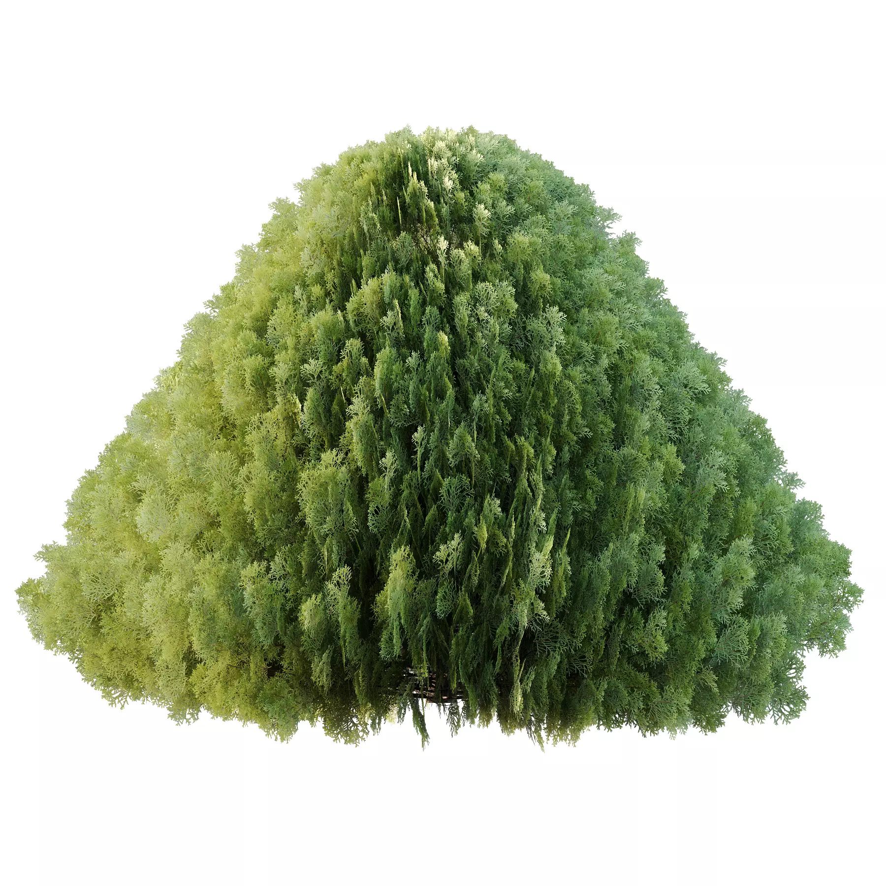Juniperus scopulorum Tree 02 3D model_2