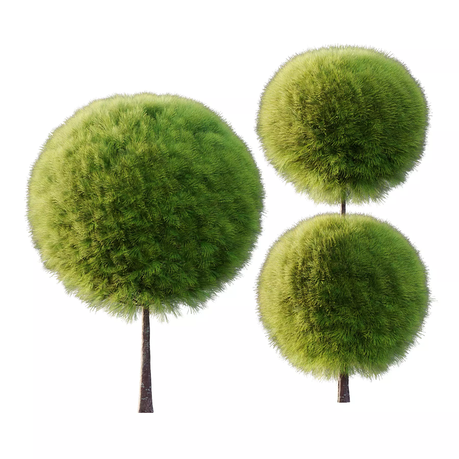 Juniperus scopulorum Tree 03 3D model_1