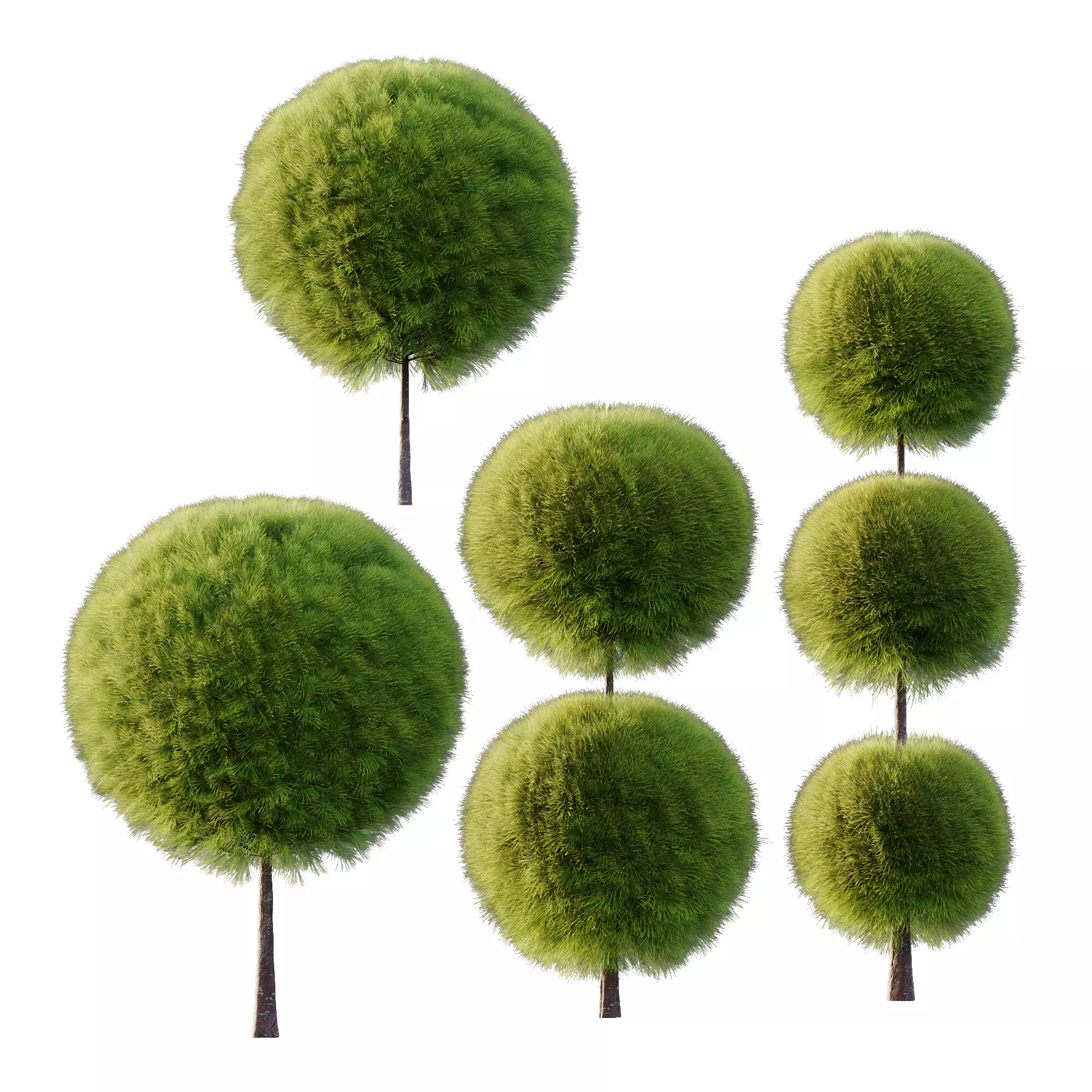 Juniperus scopulorum Tree 03 3D model_0