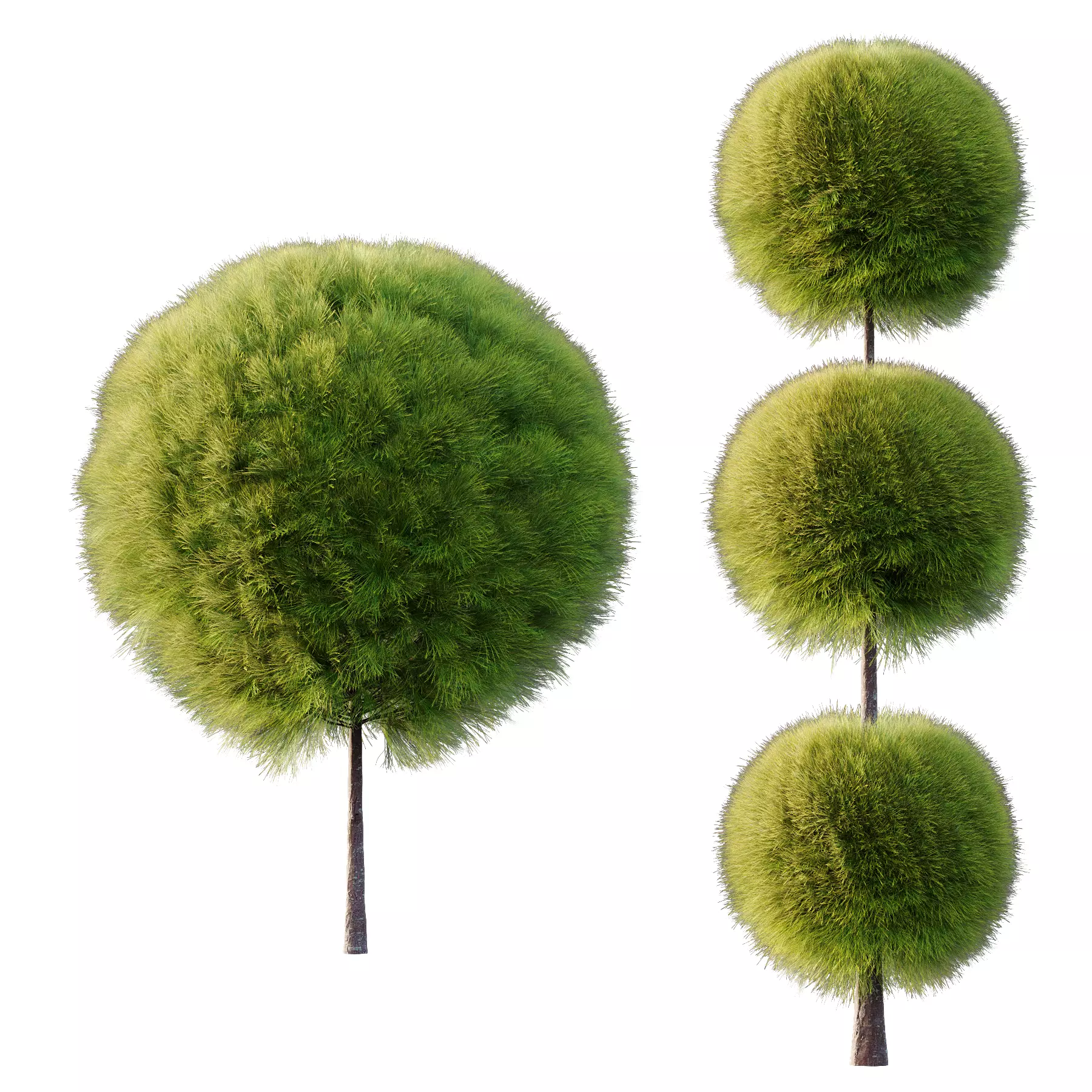 Juniperus scopulorum Tree 03 3D model_2