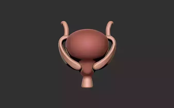 bladder human anatomy organ