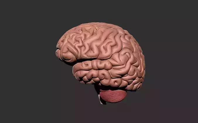 brain human anatomy organ
