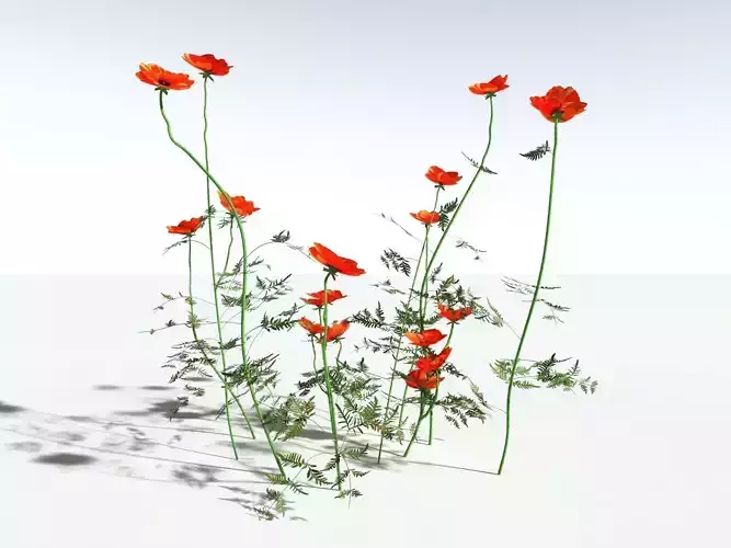 EVERYPlant Field Poppy