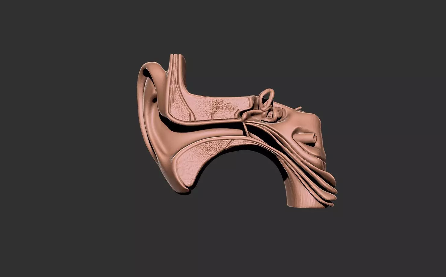 ear human anatomy organ 3D print model_1