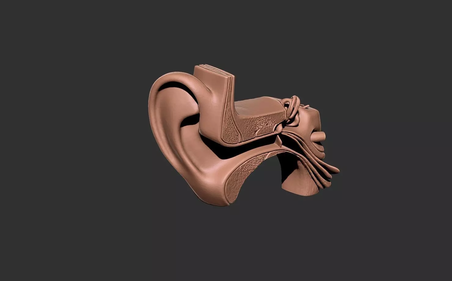 ear human anatomy organ 3D print model_0