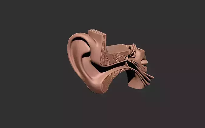 ear human anatomy organ
