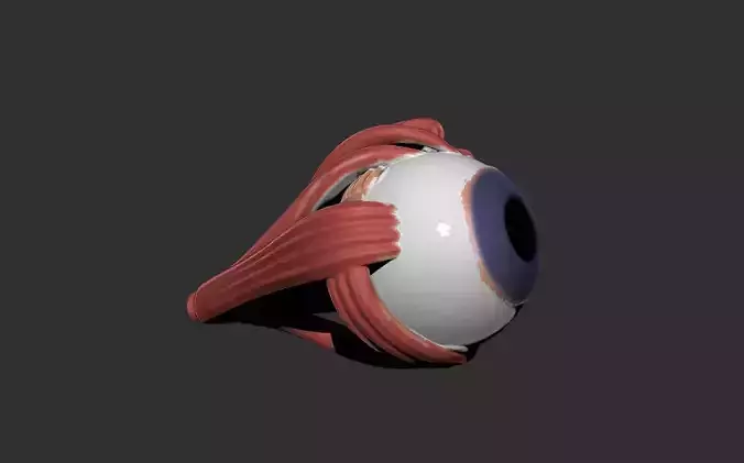 eye human anatomy organ
