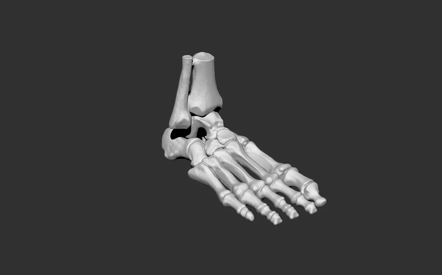foot human anatomy bones 3D print model_0