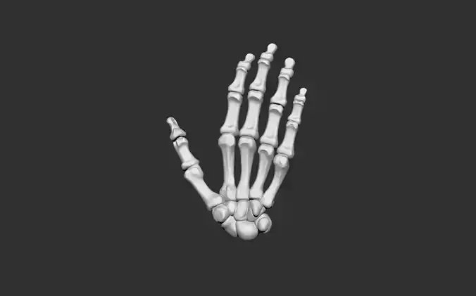 hand human anatomy bones 3D print model