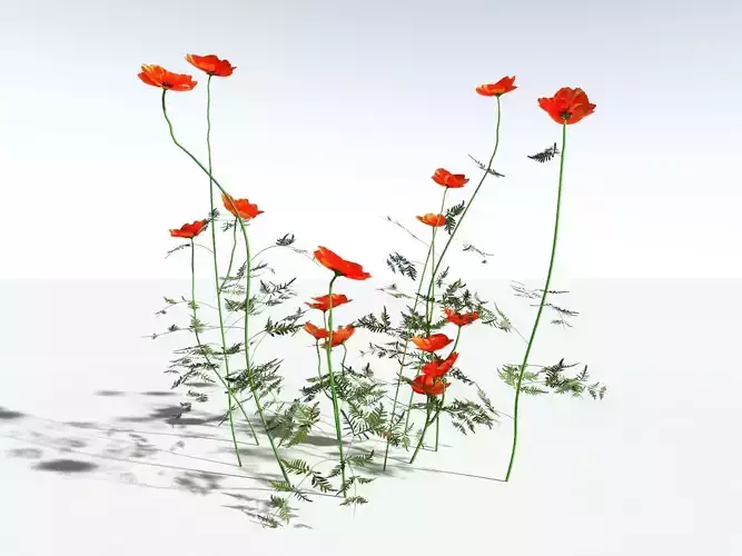 EVERYPlant Field Poppy LowPoly