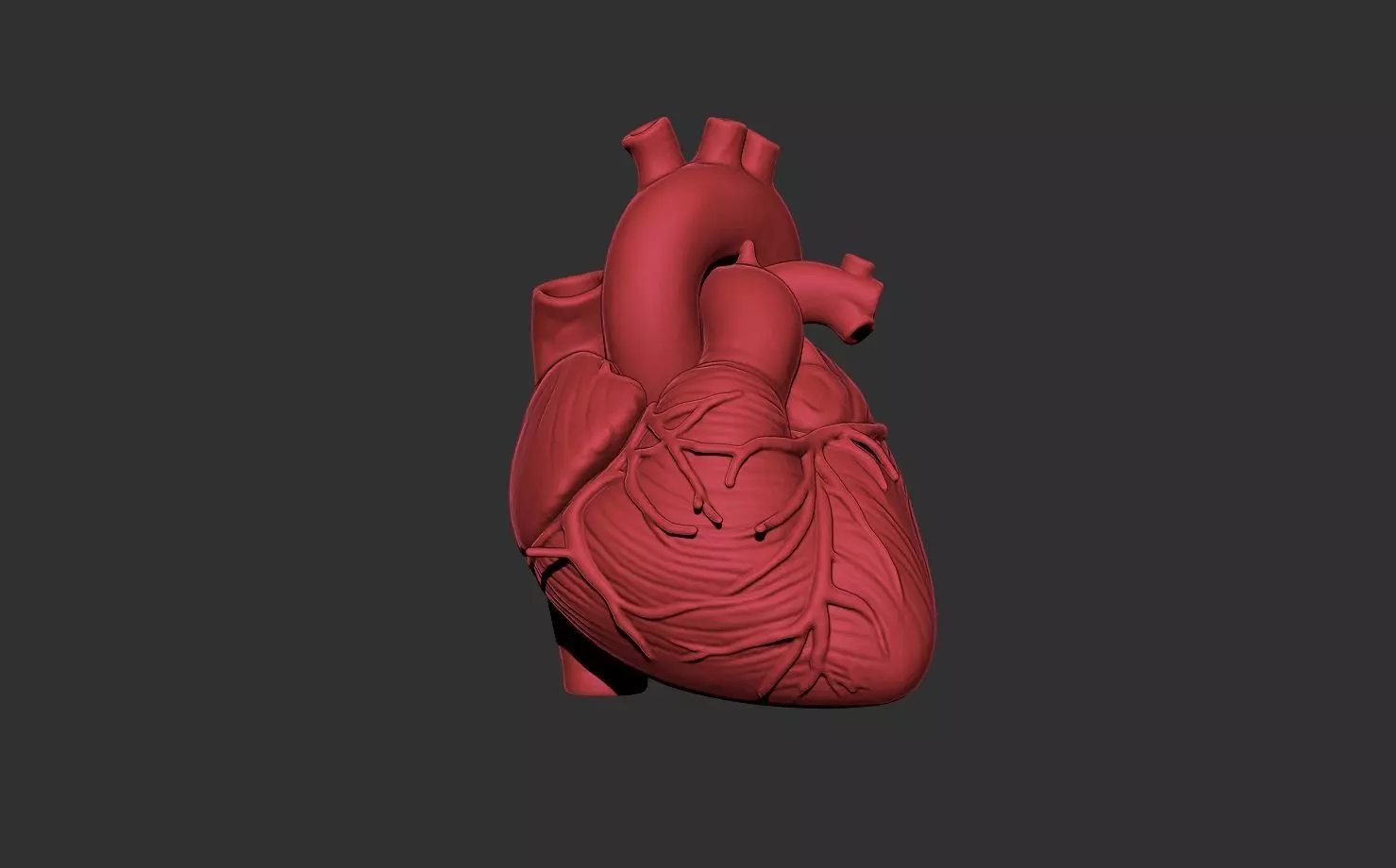 heart human anatomy organ 3D print model_0