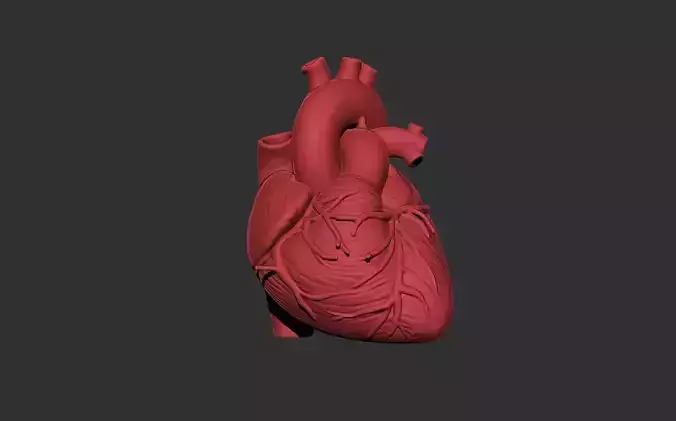 heart human anatomy organ
