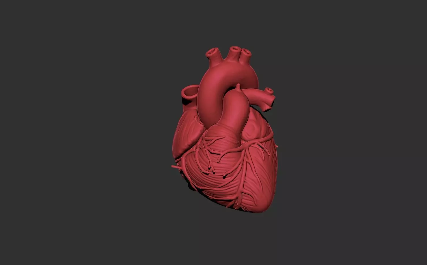heart human anatomy organ 3D print model_1