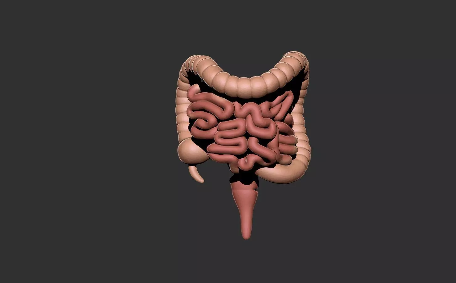 intestine human anatomy organ digestive system 3D print model