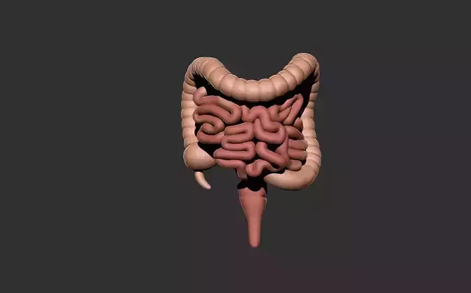 intestine human anatomy organ digestive system 3D print model
