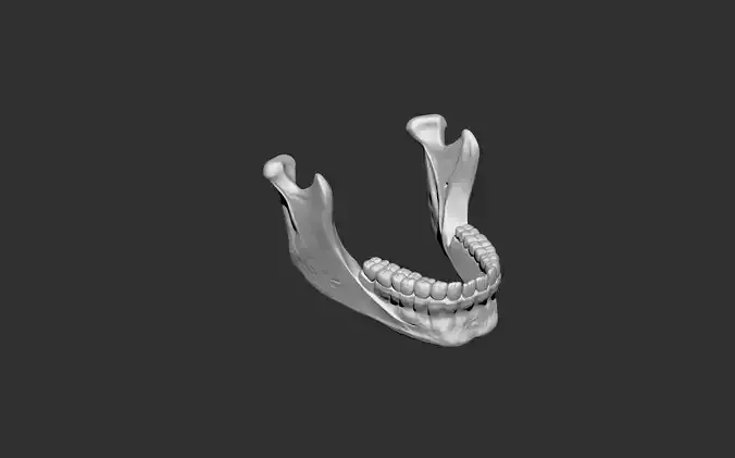 Mandible jaw human anatomy bones 3D print model