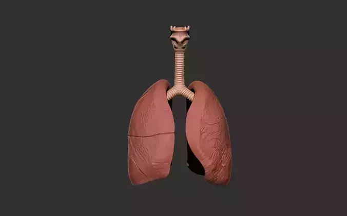 lungs human anatomy organ