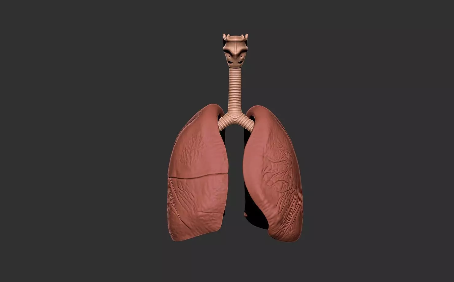lungs human anatomy organ 3D print model_0
