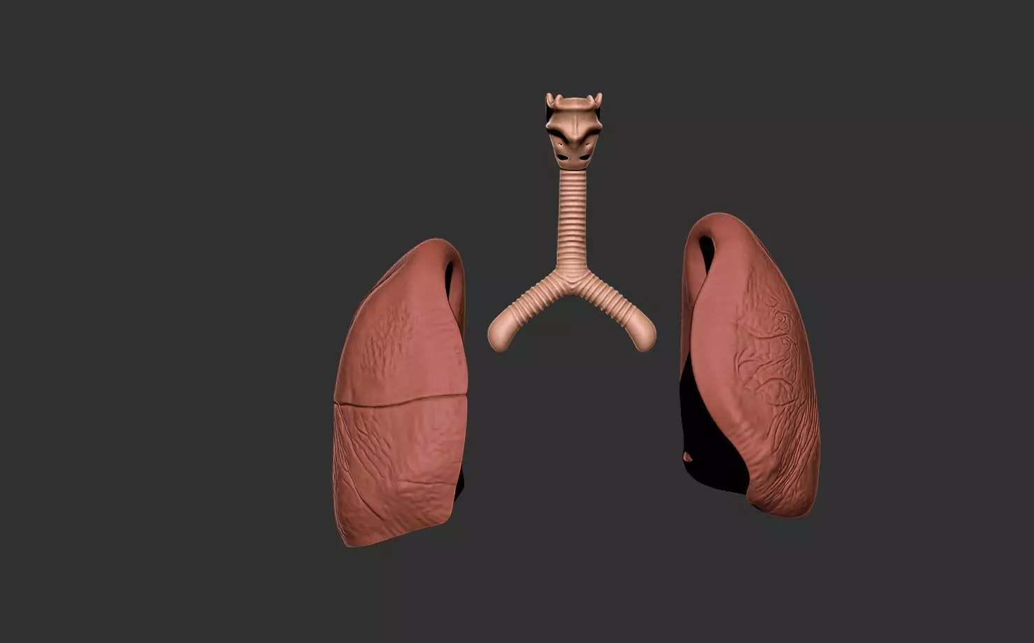 lungs human anatomy organ 3D print model_2