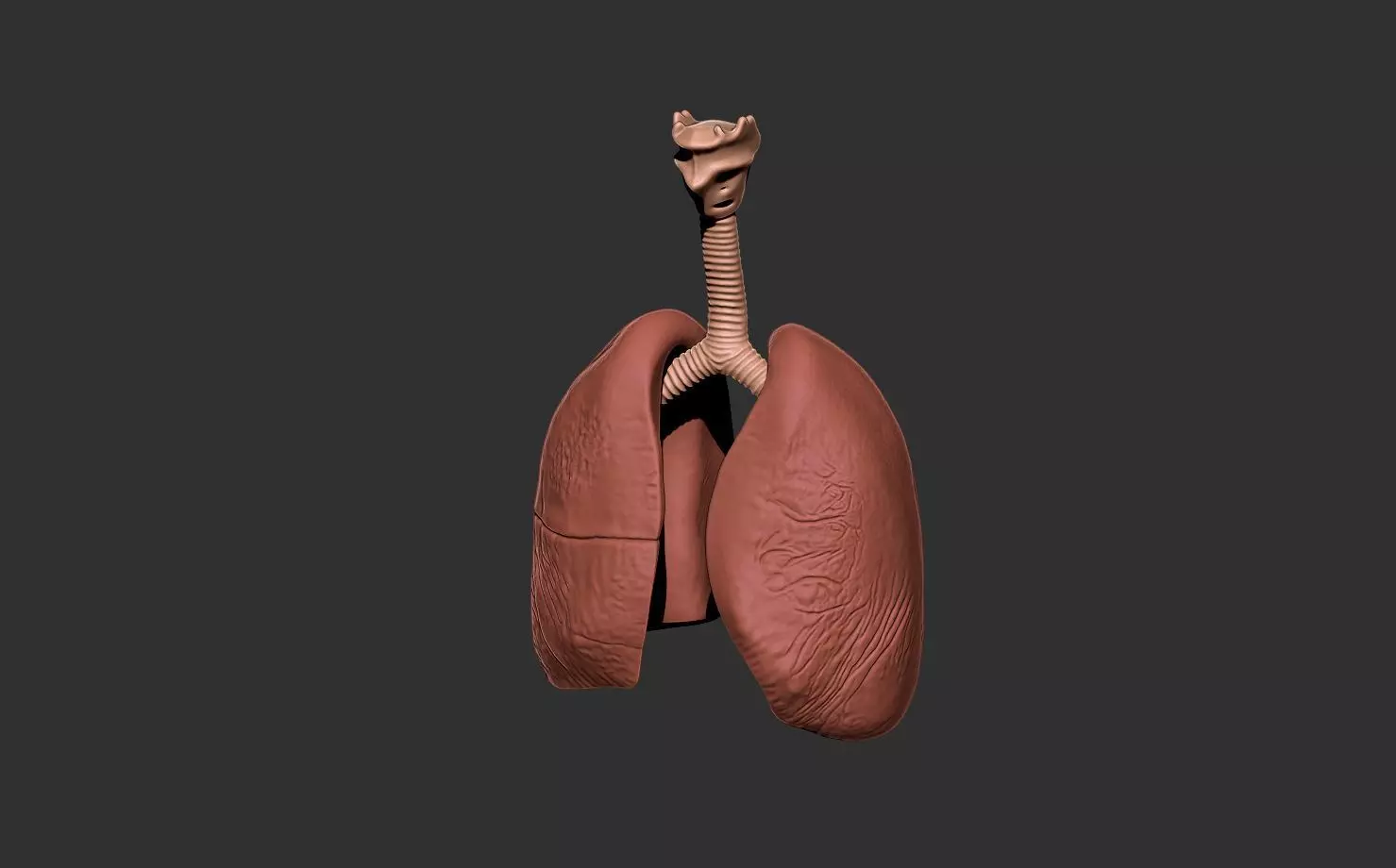 lungs human anatomy organ 3D print model_1