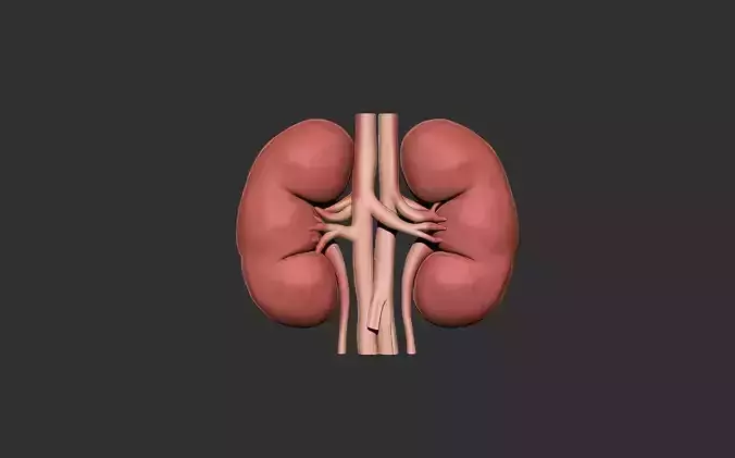 kidneys human anatomy organ 3D print model
