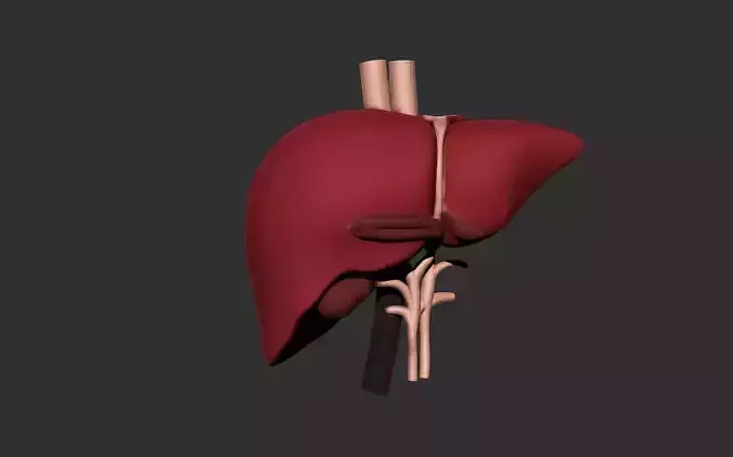 liver human anatomy organ 3D print model