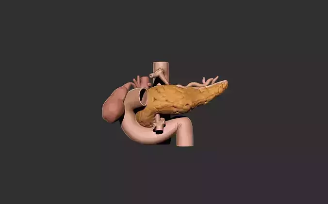 pancreas human anatomy organ 3D print model
