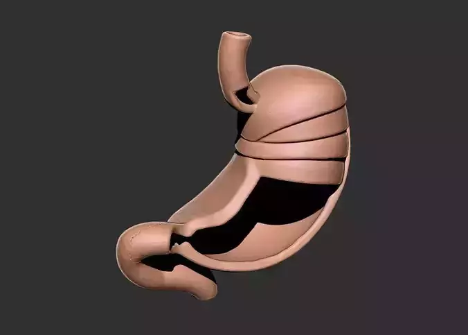 stomach human anatomy organ