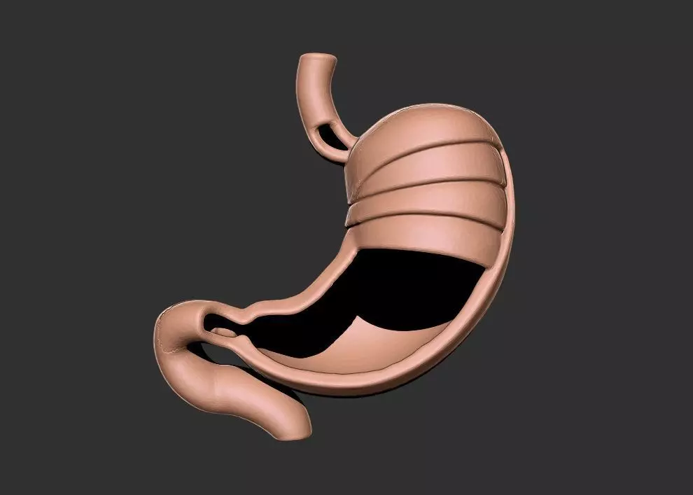 stomach human anatomy organ 3D print model_1