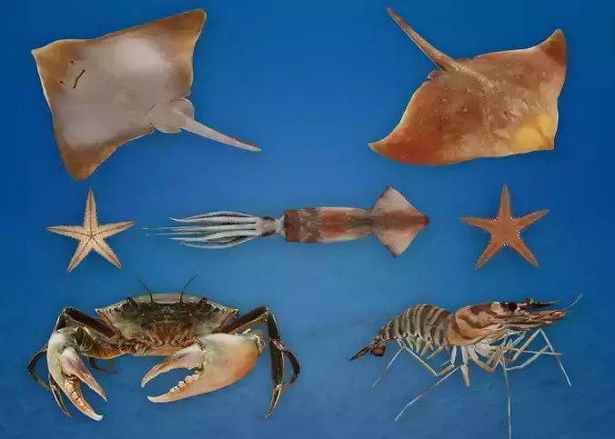 Ocean Animals Pack 3D model