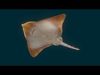 Ocean Animals Pack 3D model_4