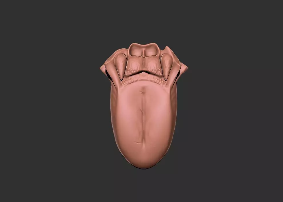 tongue human anatomy organ 3D print model_1