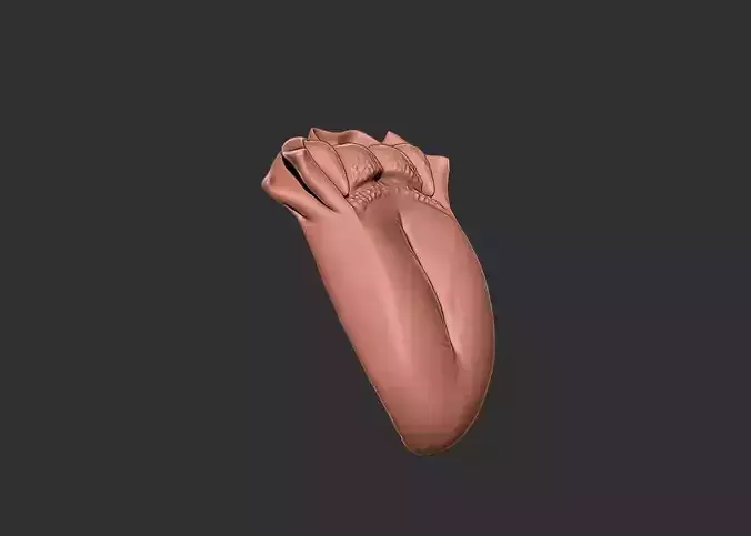 tongue human anatomy organ