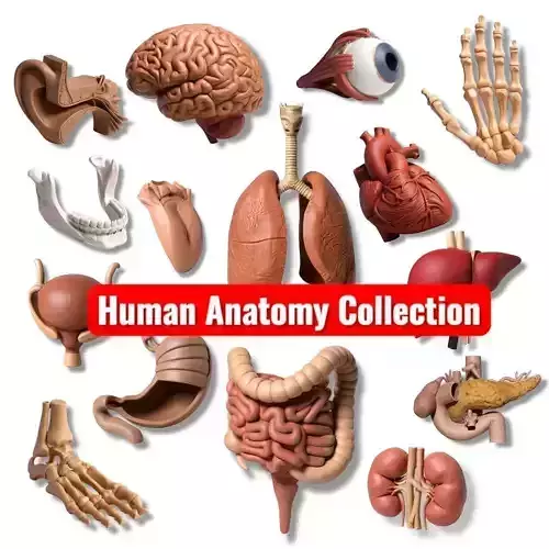 Human anatomy collection pack 3D print model
