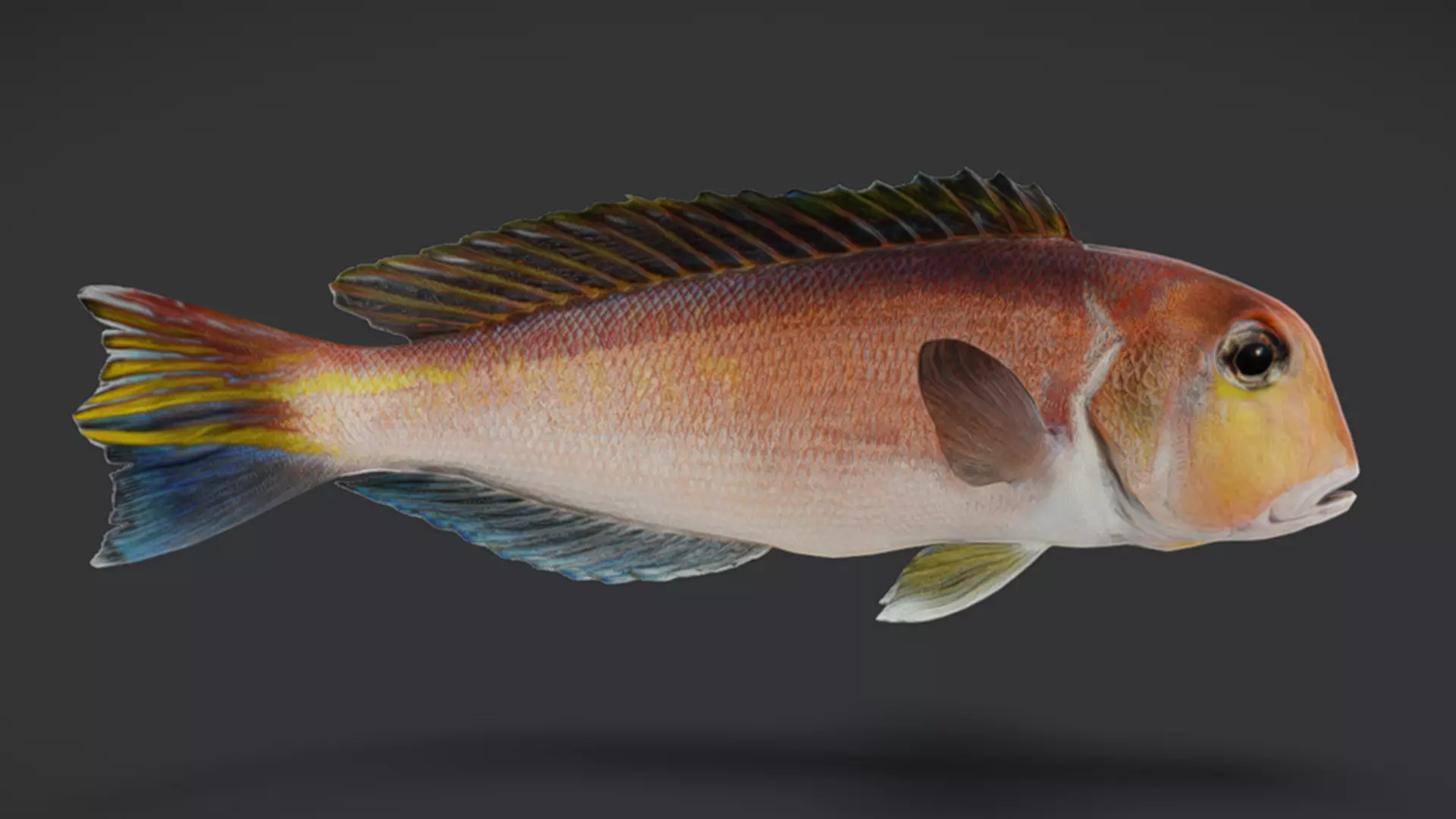 Ocean Fish Pack  3D model_36