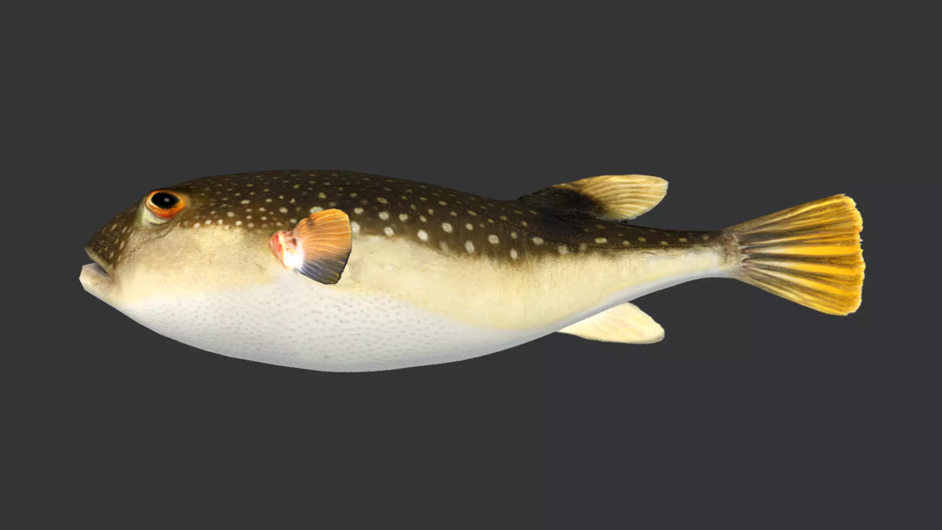 Ocean Fish Pack  3D model_53